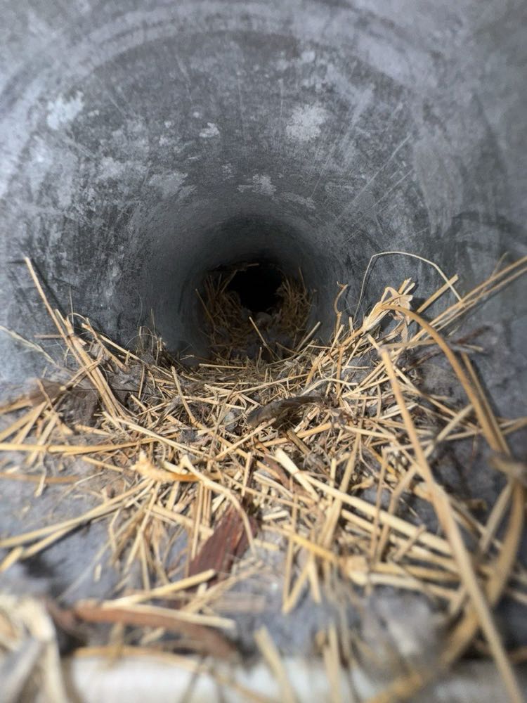 Bird nest and debris blocking a chimney flue, removed during animal removal service in Dallas–Fort Worth
