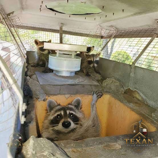Animal Stuck in Your Chimney? DFW Guide